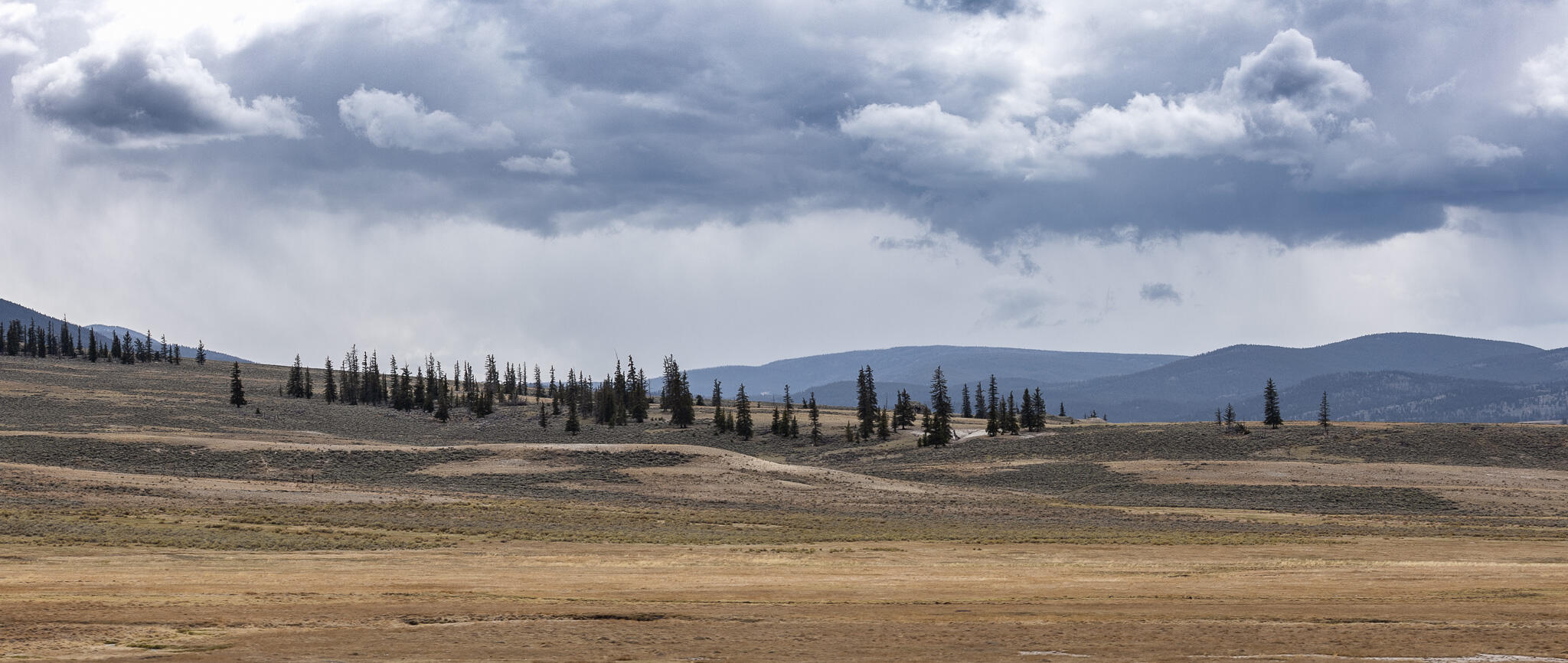 Thin stand of evergreen trees at the edge of a grassy hill under overcast sky.